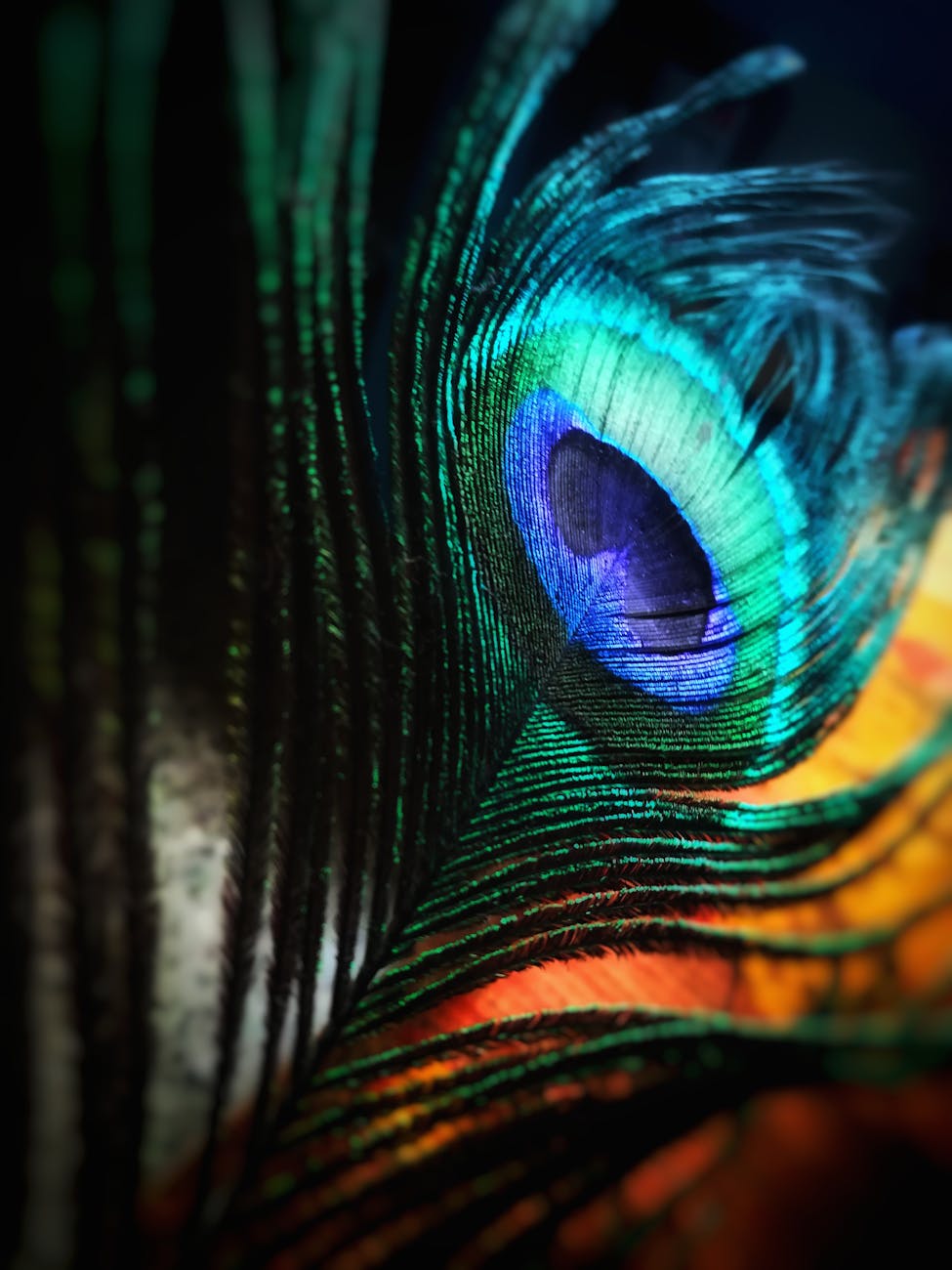 Le poids des plumes