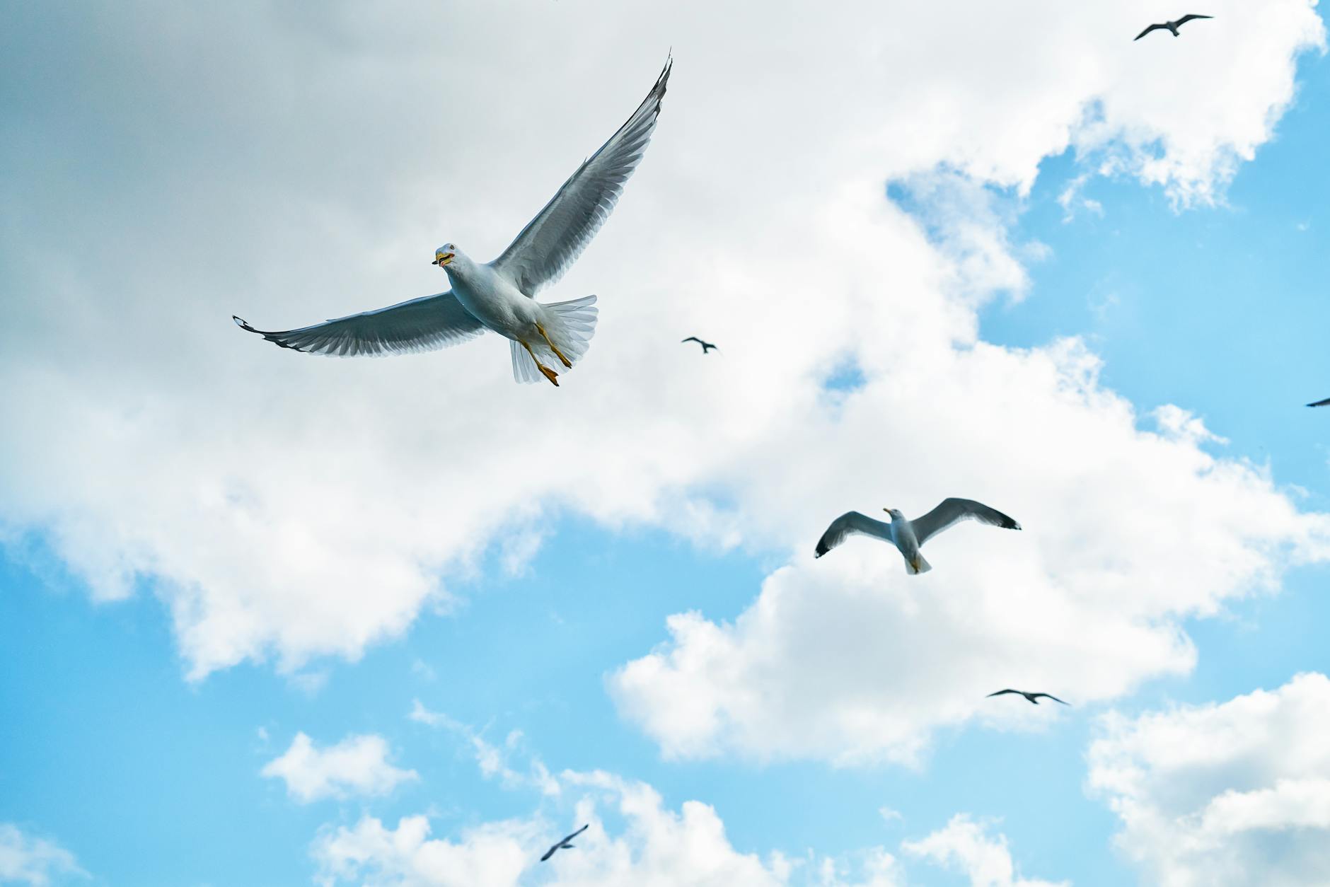 Les ailes du vent